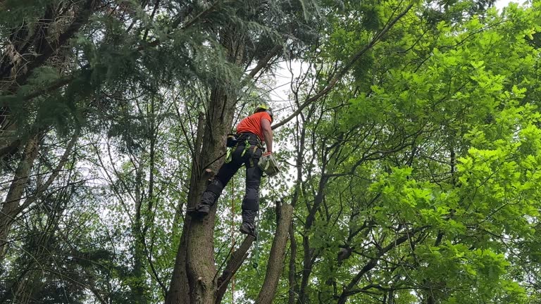 Lancaster, CA Tree Care  Company